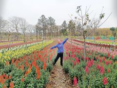 -天适樱花悠乐园
