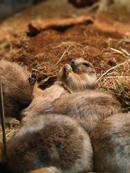 -Zoolung Zoolung动物主题公园(海信广场店)