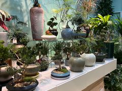 -溪岸路花鸟市场