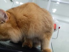 -爱洗澡的猫(天河路店)