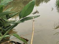 -南汇新场正宗水蜜桃采摘
