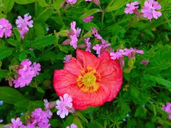 -花开海上生态园