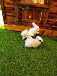 兔子乐园-萌宠亲子动物乐园(槐房万达店)