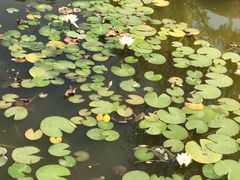 -武清南湖绿博园