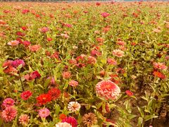 -皇粮浜湿地公园