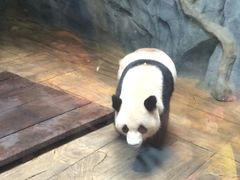 -深圳野生动物园