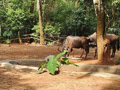 -海南热带野生动植物园