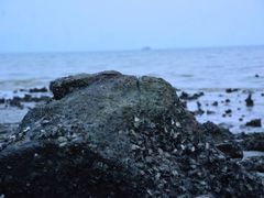 -深圳湾公园(南山区)