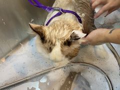 -PETKIT小佩宠物·低压洗护(国顺东路店)