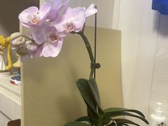 -双季花艺园艺市场(浦东店)