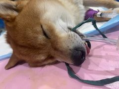 -佳雯宠物医院·皮肤科·内外科(春晓路分院)