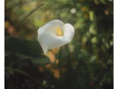 -蒙乡烤全羊·烤羊腿(京溪同和店)