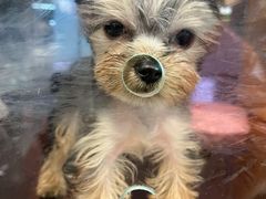 -FAELING PETS美天灵宠物(富力广场店)