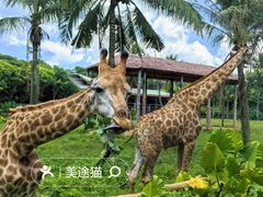 -海南热带野生动植物园