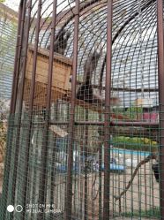 点击看大图 -萌宠亲子动物乐园(槐房万达店)