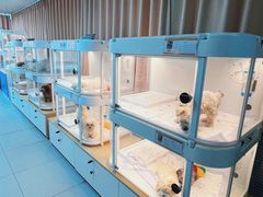 -翊宠yipet猫狗购宠庄园犬舍•猫舍