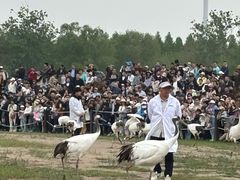 -盐城丹顶鹤湿地生态旅游区
