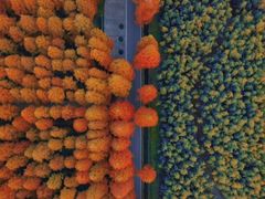 -黄海国家森林公园