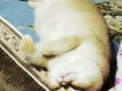 -纳吉亚猫专科动物医院·北北分院