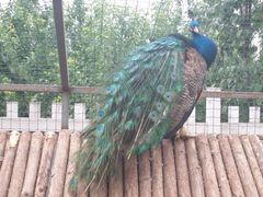 iphone_upload_pic-意大利农场度假村