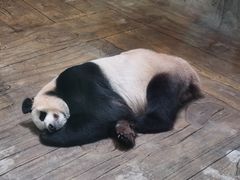 -深圳野生动物园