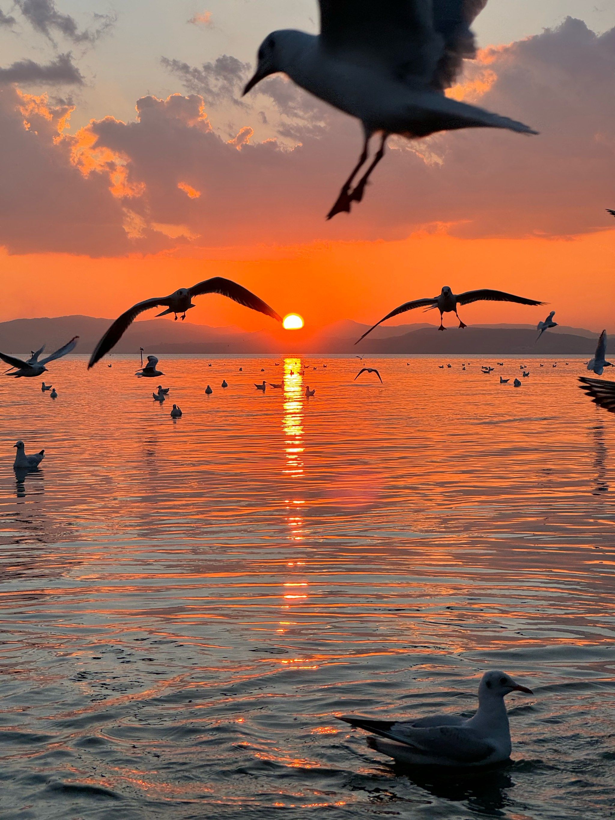 来昆明的宝子一定要去看一次日落与海鸥