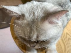 -猫和宫(六道口店)