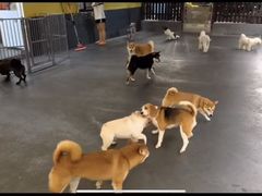 -宠物之家Pets Home 宠物寄养酒店