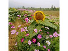 -曲江薰衣草庄园