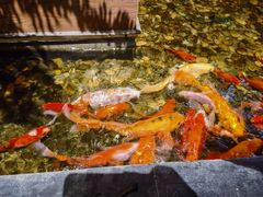 -颐和•海鲜砂锅粥•啫啫煲(奥林匹克广场店)