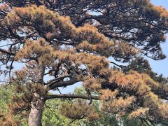 -香山公园