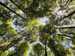 -武陵山森林公园