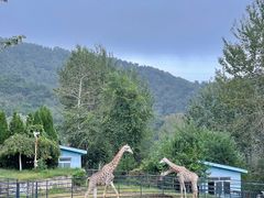 -大连森林动物园