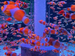 -海合安成都极地海洋公园