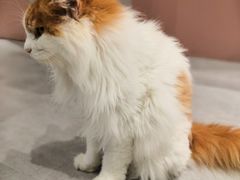-猫儿山۰猫主题餐厅