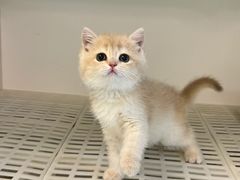 -lincat·猫舍(广州店)