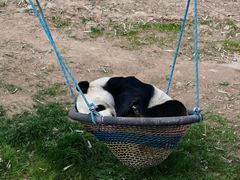 -栾川竹海野生动物园