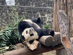 -都江堰中华大熊猫苑