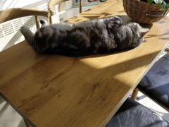 -平行世界·猫咖(首经贸店)