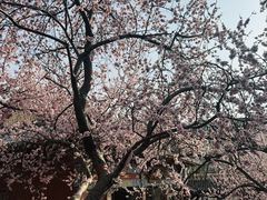 -桃花堤公园