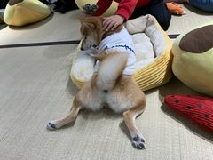 -逗柴咖啡屋·狗咖猫咖宠物桌游