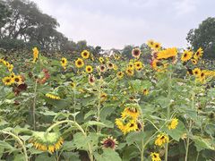-北陵公园