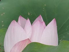 -厦门园林博览苑