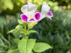 -广州神农草堂中医药博物馆