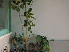 -塔拉苏咖啡(中信丹阳花园店)