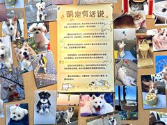 -翊宠yipet猫狗购宠庄园犬舍•猫舍