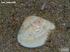 -西涌国际滨海旅游区