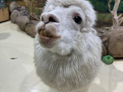 -大连圣亚海洋世界