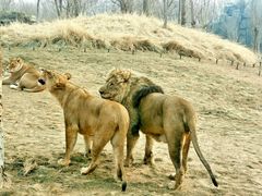 -北京野生动物园
