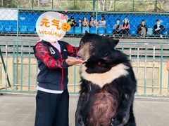-东方熊牧场